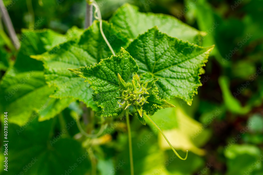 young green cucumbers on a background of bright leaves in a greenhouse ripen in spring young green cucumbers on a background of bright leaves in a greenhouse ripen in spring