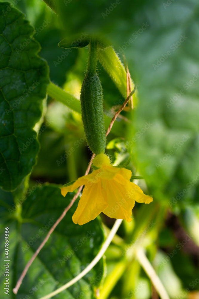 young green cucumbers on a background of bright leaves in a greenhouse ripen in spring young green cucumbers on a background of bright leaves in a greenhouse ripen in spring