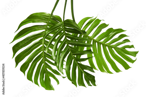 Monstera deliciosa leaf or Swiss cheese plant, isolated on white background, with clipping path photo