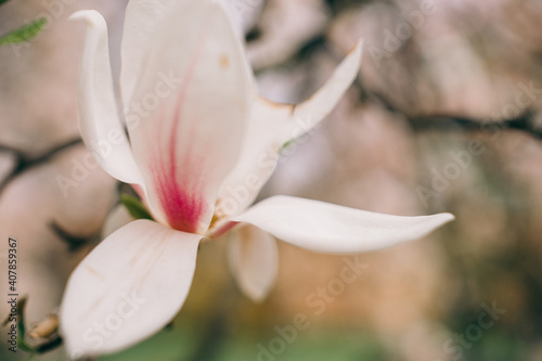 pink white magnolia blossom flowers tree spring close up