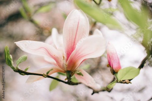 pink white magnolia blossom flowers tree spring close up