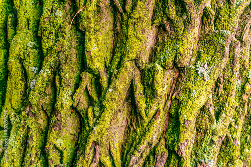 Tree covered bright green moss lichen bark in rainforest, texture