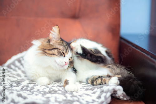 A domestic fluffy cat lies on the sofa and scratches its ear with its paw. The cat itches due to fleas.