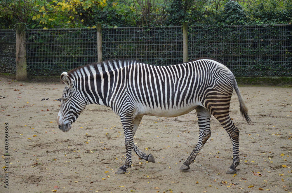 Grevy zebra (Equus grevyi) in the Frankfurt zoo Grevy zebra (Equus grevyi) in the Frankfurt zoo