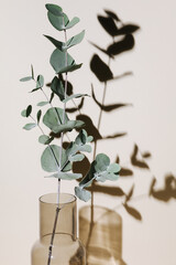 Wandcirkels Japandi stijl Eucalyptus tak in vaas beige  © magic_cinema
