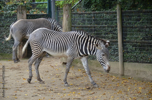 Grevy zebra  Equus grevyi  in the Frankfurt zoo