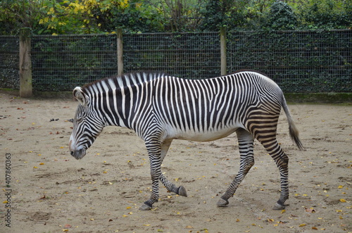 Grevy zebra  Equus grevyi  in the Frankfurt zoo