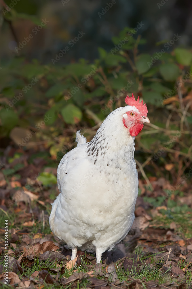 White Sussex chicken in the garden