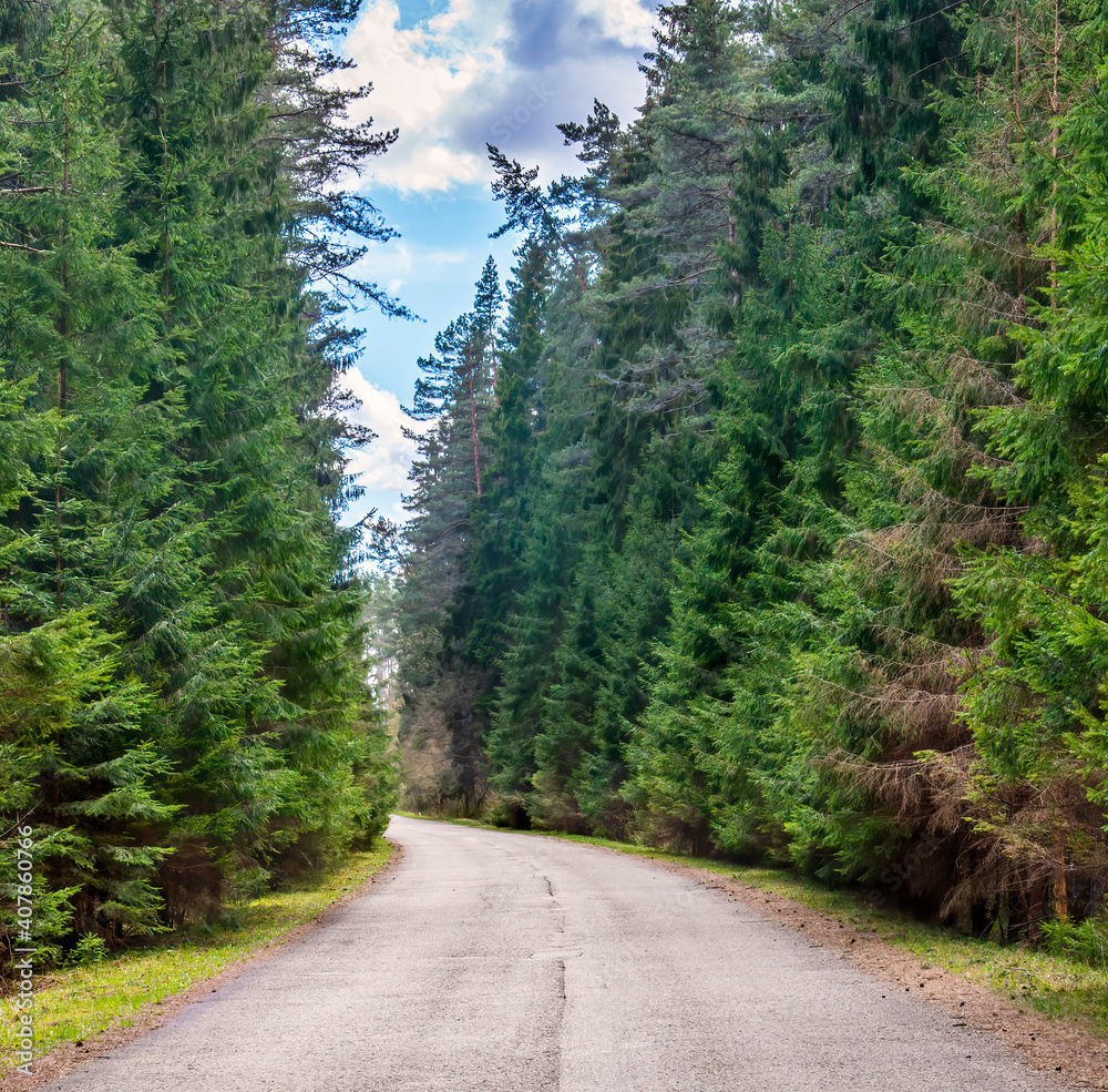 Fototapeta premium Countryside road among old fir and pine forest