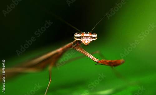 insect animal , natura San diego Venezuela