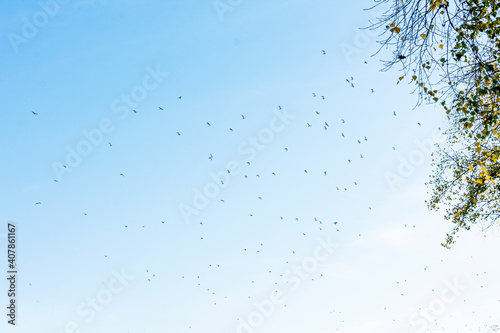 Birds fly south, beautiful blue sky