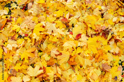 Yellow maple leaves in the Park, texture, autumn concept