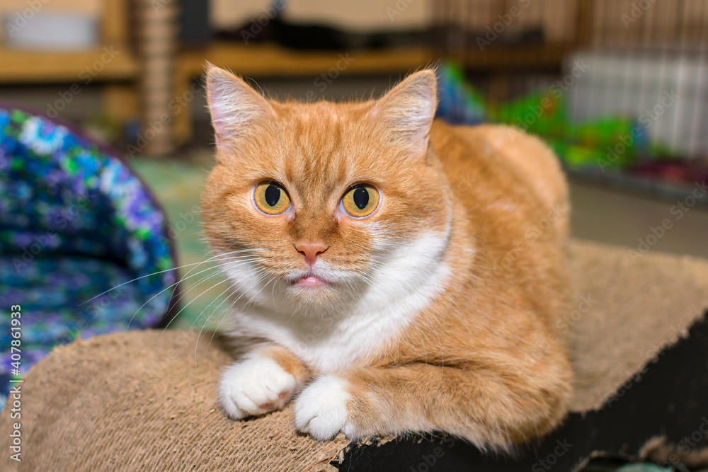 A small ginger beautiful cat with big eyes lies on the rug