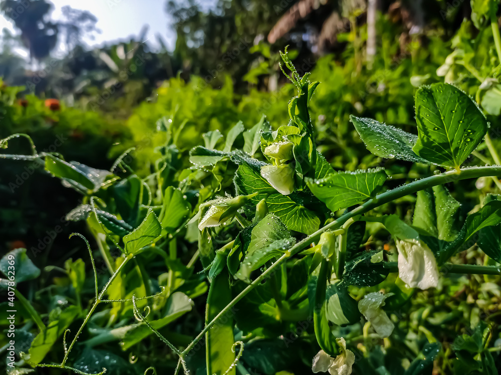 This is the pea plant close-up macro shot in the day time in the winter season in a indian field. This is the pea plant close-up macro shot in the day time in the winter season in a indian field.