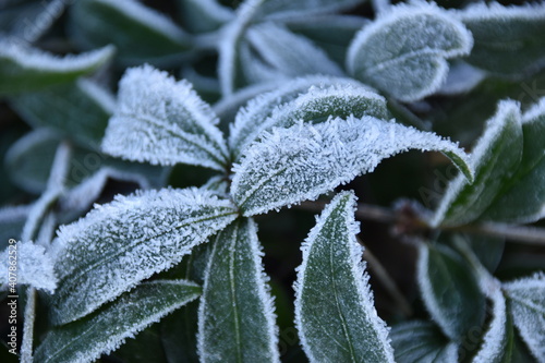 Wallpaper Mural Pflanze mit Rauhreif Torontodigital.ca
