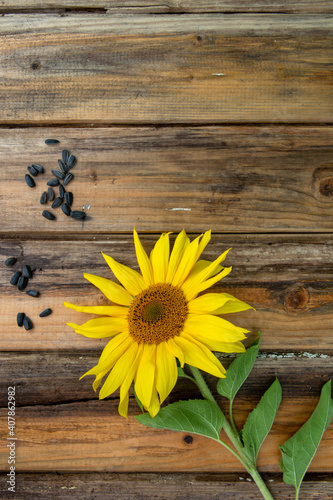 Fototapeta Naklejka Na Ścianę i Meble -  Sunflower with seeds on the old wooden table. High quality photo
