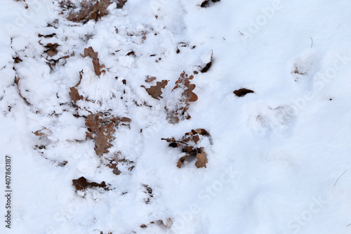 Leaves of the trees in snow on the ground © Сергей Луговский