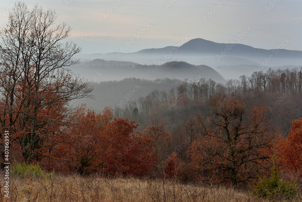 Foggy winter landscape with trees Foggy winter landscape with trees