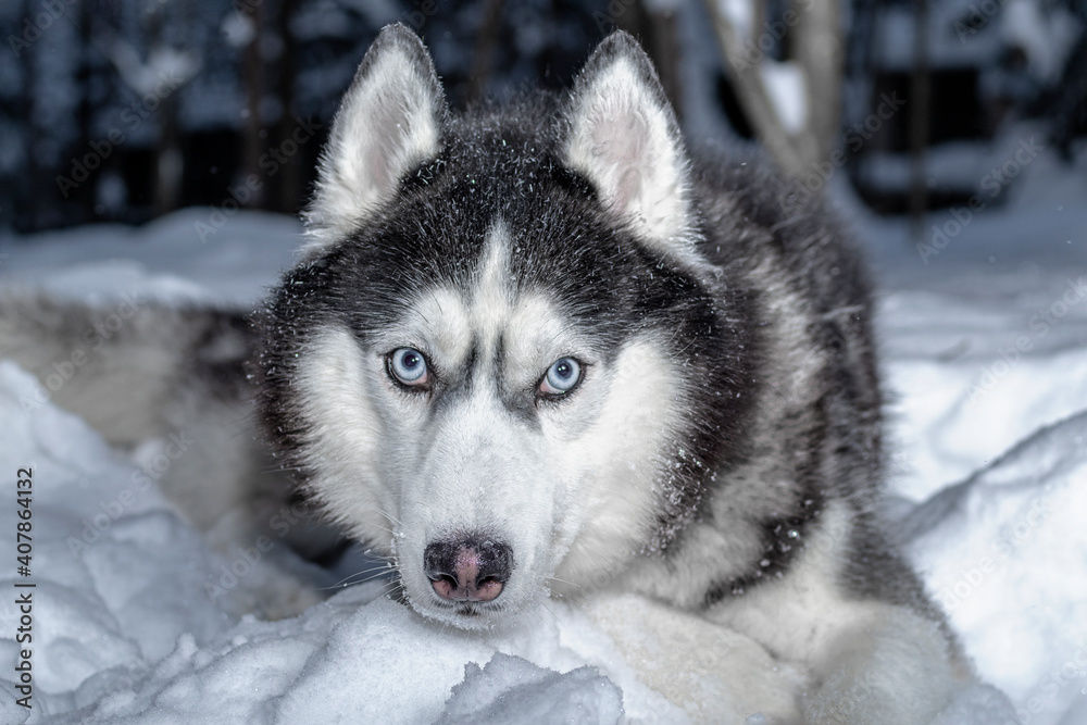 Portrait Siberian husky dog lying on the snow in winter forest