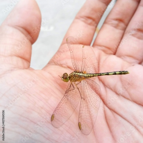 close up of dragonfly , dragofly on hand