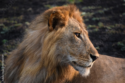 Male Lion, Tanzania. Profile
