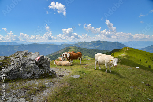 Kühe in den Nockbergen in Kärnten / Österreich