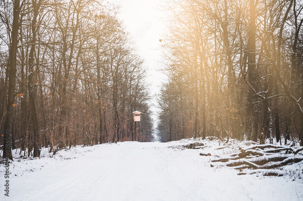 Obraz premium Beautiful winter landscape: snowy forest on sunny day. Snowy forest.
