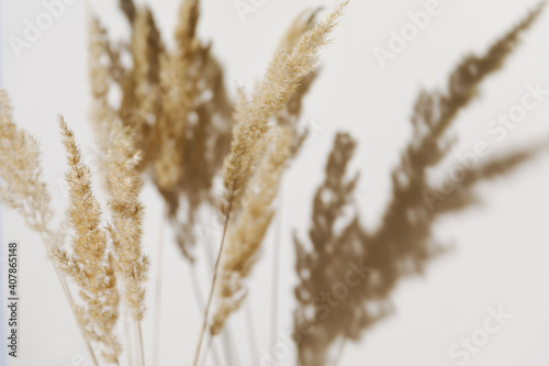 Selective focus - pampas grass branch on pastel neutral beige background. Flat lay. Minimal  styled concept for bloggers with reeds foliage  sun light and trendy shadow.