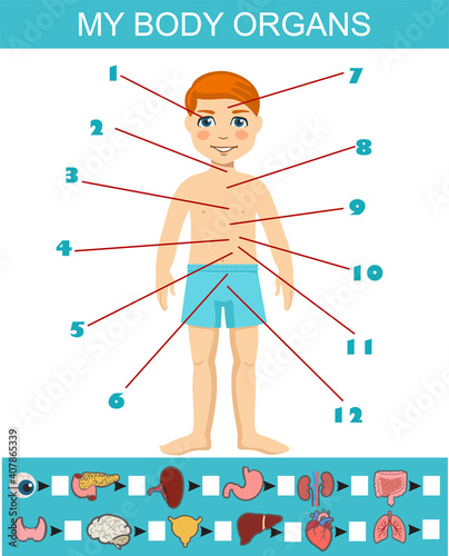 My organs search puzzle flat vector design. Anatomy learning game for kids template, cartoon worksheet idea. Educational infographic chart for kids showing organs of human body of a cartoon boy.