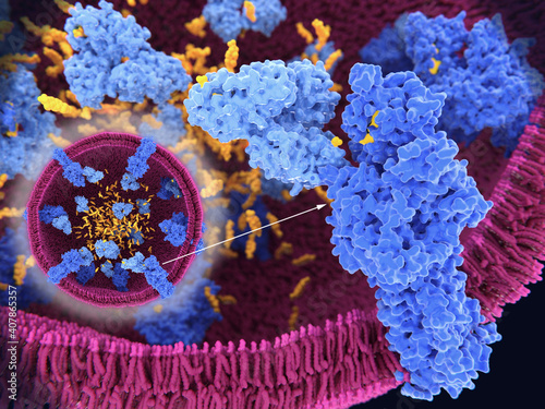 The protein NPC2 transfers cholesterol to NPC1 in a lysosome photo