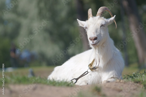 a portrait of a white goat laying on green grass. High quality photo