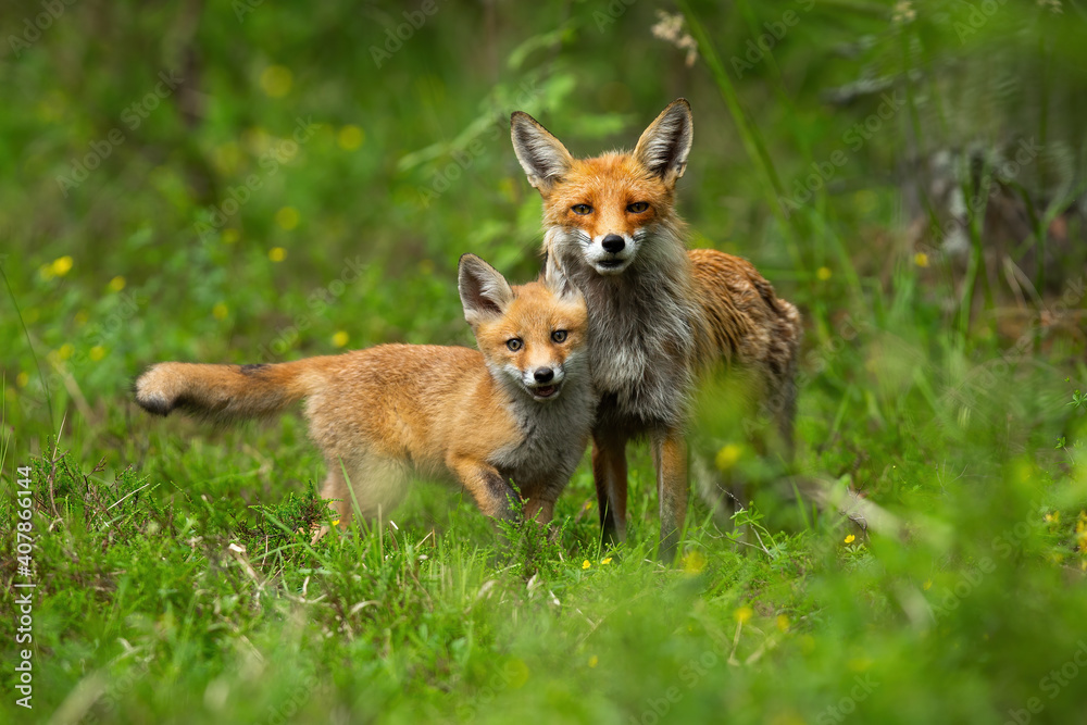 Young red fox, vulpes vulpes, cub cuddling with its mother in spring nature. Juvenile mammal with orange fur standing close to its protective parent. Concept of animal family and love.