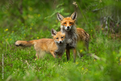 Young red fox, vulpes vulpes, cub cuddling with its mother in spring nature. Juvenile mammal with orange fur standing close to its protective parent. Concept of animal family and love.