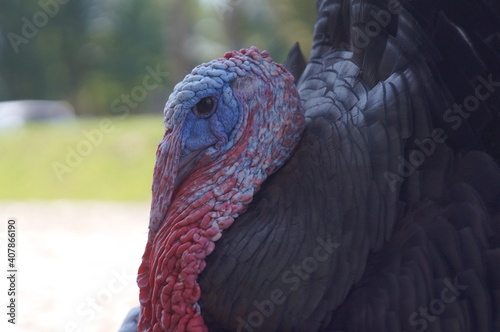 adult male turkey . High quality photo