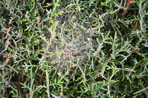 Detalle en primer plano de un nido de araña colgando entre las hojas de un ciprés en un jardín.