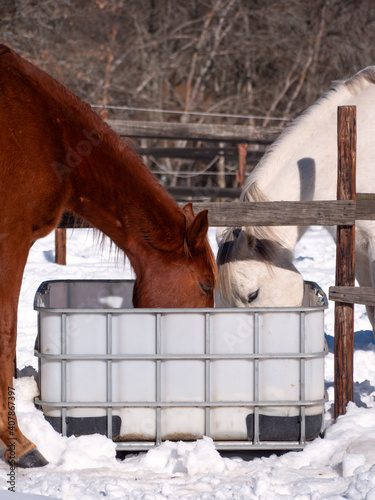 Vertical shot of horses drinking on a cold winter morning.