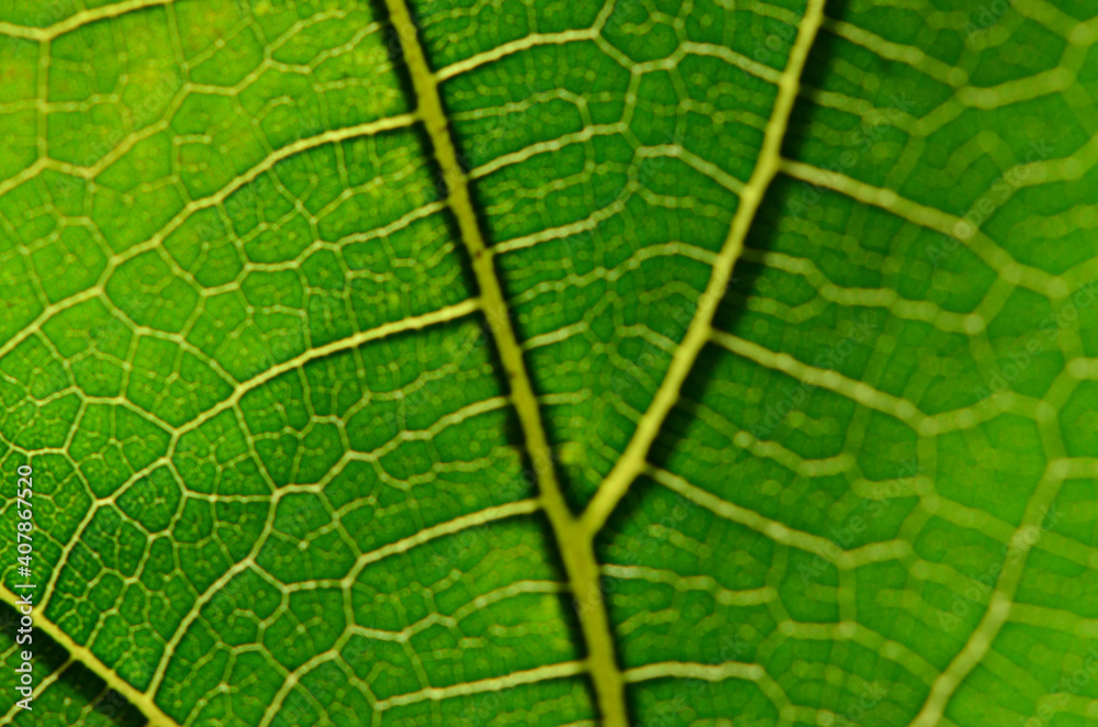 Green leaf fiber background pattern. Green leaf fiber background pattern.