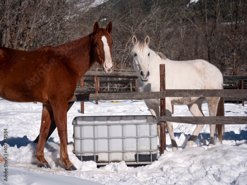 Horses about to drink on a cold winter morning. © Daniel