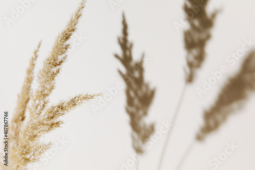 Pampas grass branch on pastel neutral beige background. Flat lay. Minimal, styled concept for bloggers with reeds foliage, sun light and trendy shadow. Selective, soft focus.