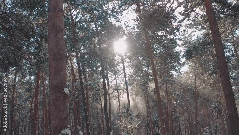 Scenic view of winter forest with snow covered pine trees. Frosty wood outdoors. Natural background during cold weather. Scenic view of winter forest with snow covered pine trees. Frosty wood outdoors. Natural background during cold weather.
