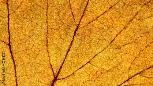 Translucent dry leaf fibers, magnified images have natural patterns and textures as a beautiful background.