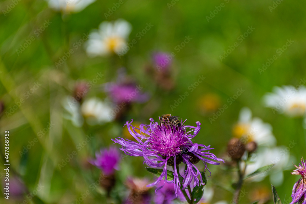 Fototapeta premium bee on a flower