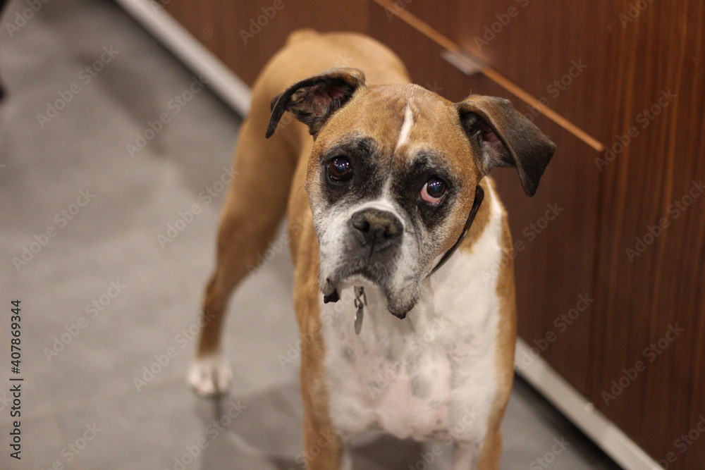 boxer with long ears