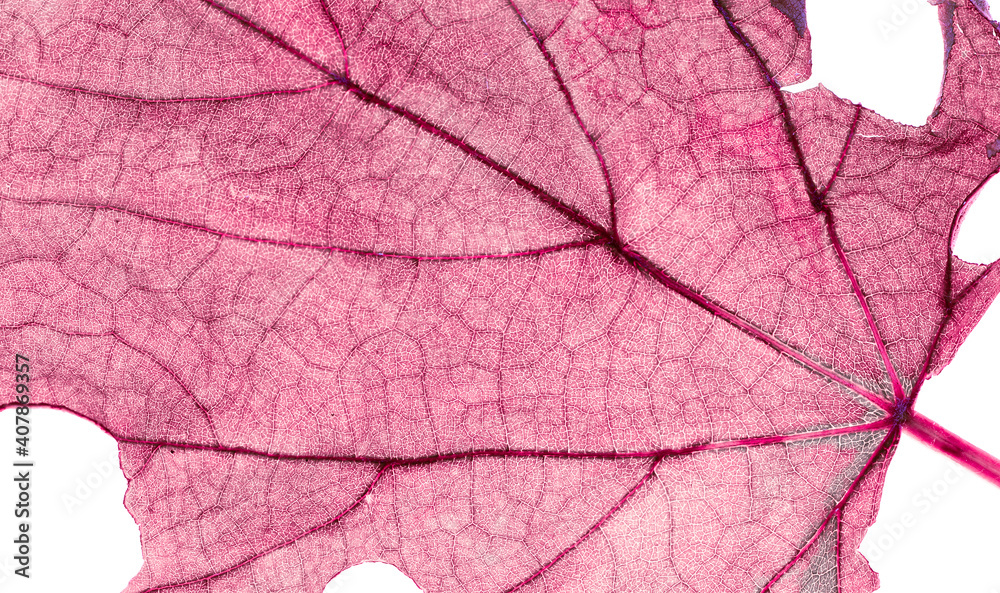 Fototapeta premium Dry leaves have natural veins that are beautiful background.