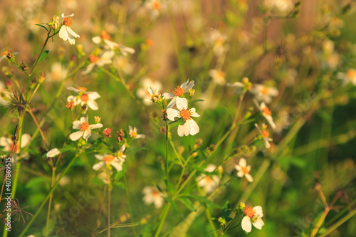 Flowers daisies in summer spring meadow on background Summer natural idyllic pastoral landscape