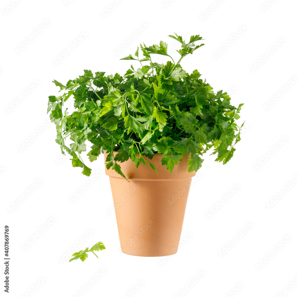Fototapeta premium Parsley herb in ceramic pot isolated on white