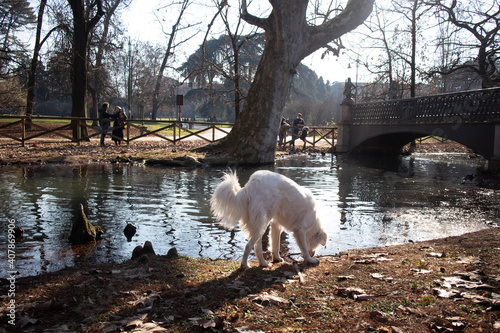 sheep in the river