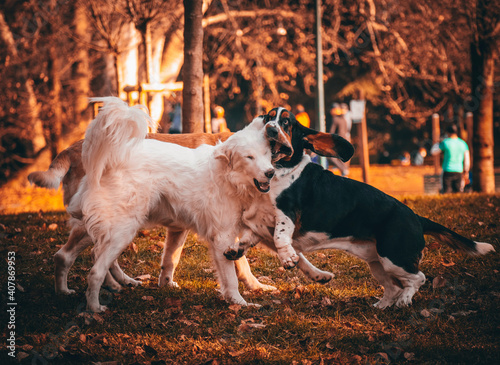 jack russell terrier