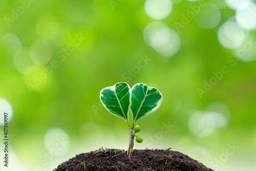 Plant growing out of a heart shaped soil with bokeh background. Ecology concept and love nature concept