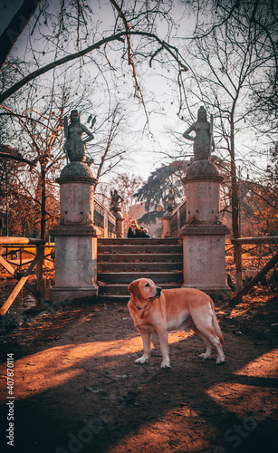 dog
